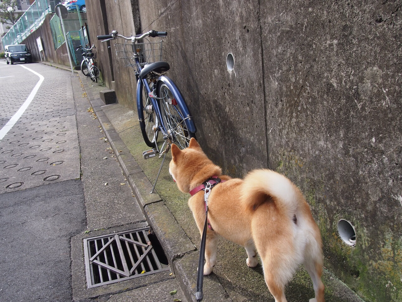 “青少年足球训练营吸引大批青少年,踢出梦想”,青少年足球训练营文化节手抄报