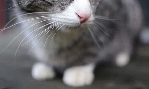 《Valorant挑战赛，年轻战队爆冷夺冠》，valorant 2021