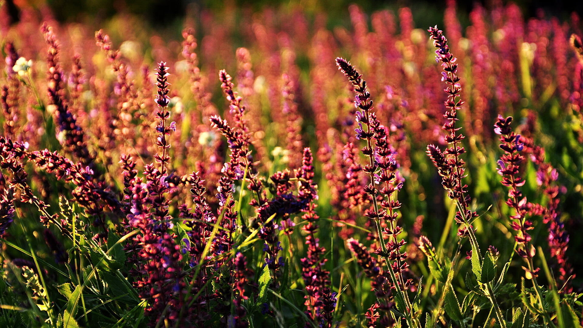 “智能裁判系统在中超首次应用，保障比赛公平公正”，人工智能足球裁判