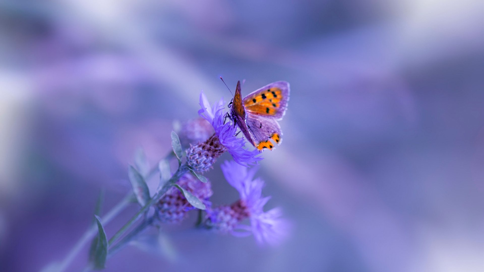 全场爆炸：最火爆的单场得分纪录，全场爆满